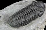 Phacops Araw Trilobite - New Phacopid Species #89326-3